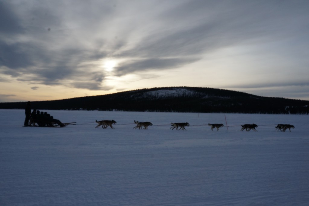 Dog Sledding in the Swedish Laplands
